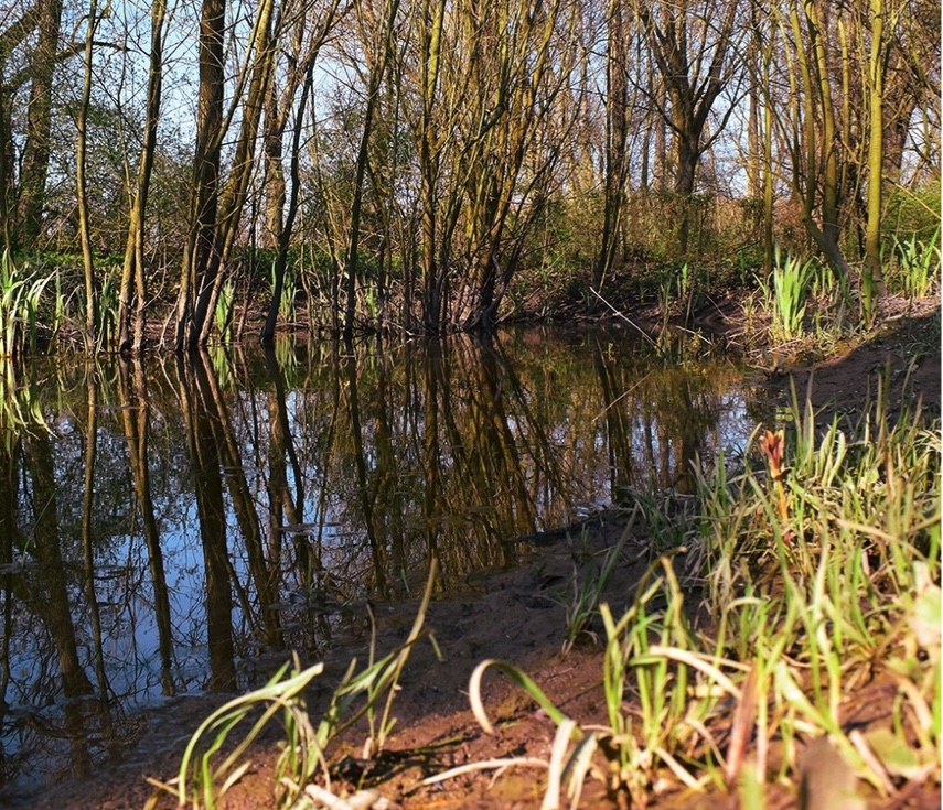 La mare aux tritons "les près de la ville à Merville" (photo site de la ville de Merville)