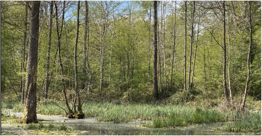 la foret de Nieppe Morbecque (photo ONF)