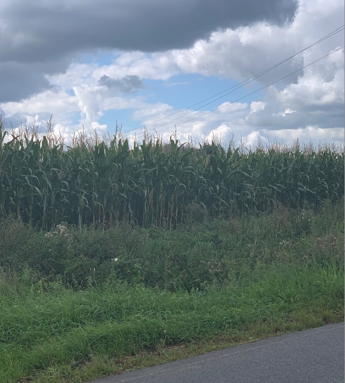 Exemple ici route de Caudescure à Merville quand on remblai une zone humide. Quand on rase un foret évidemment, le milieu disparaît et les espèces disparaissent (photo D. Rollin)