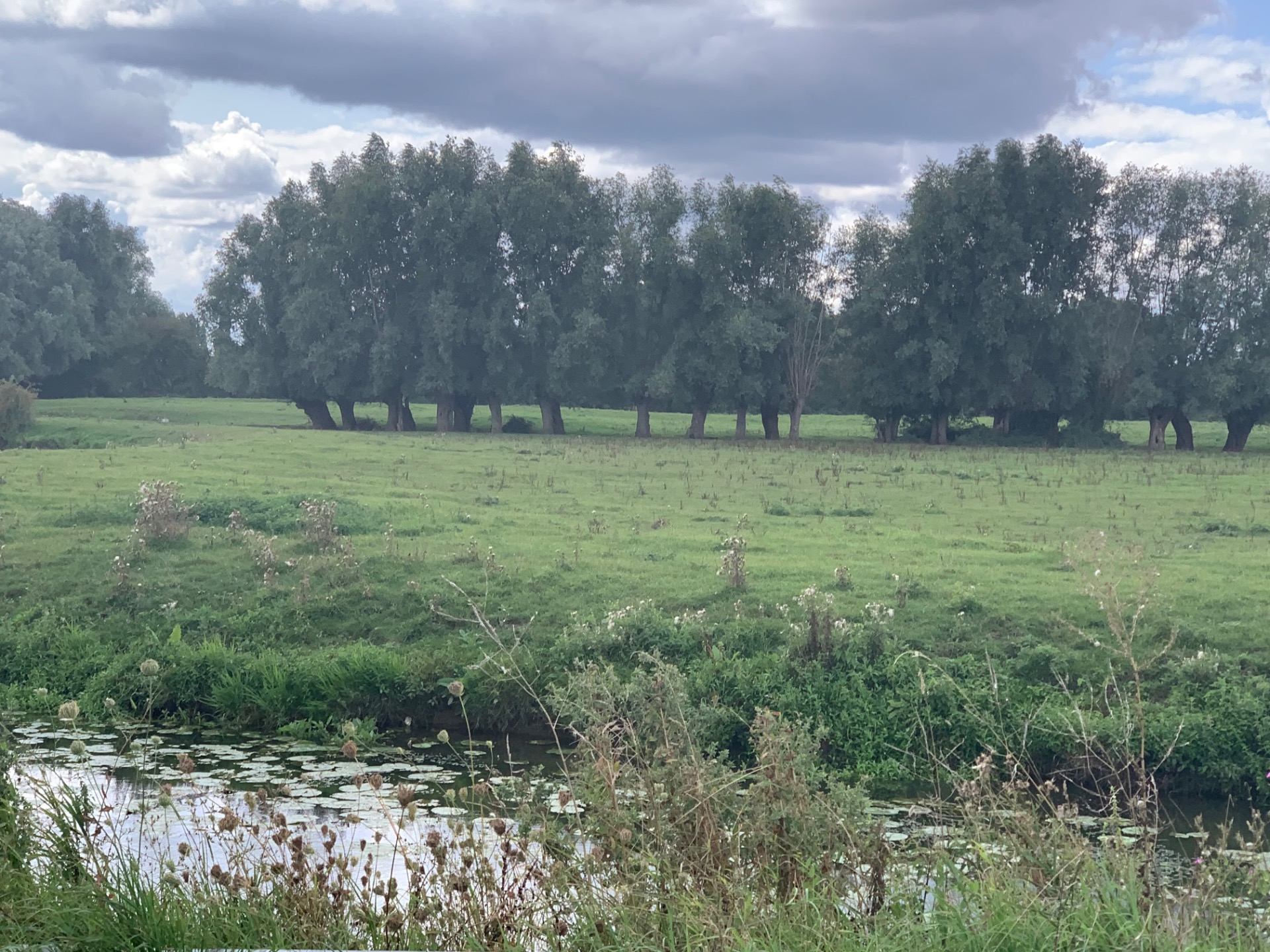prairies de bas niveau "zones humides" le long de la Bourre route de Caudescure (photo D. Rollin)