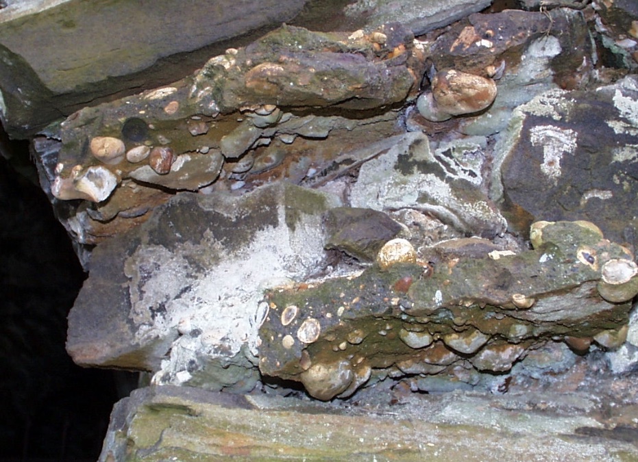 le poudingue de Cassel , conglomérat formé de gros galets de silex bien ronds (remaniement par les eaux), liés entre eux par le même ciment ferrugineux contenu dans les grès (que l'on peut voir par ailleurs sur la photo).