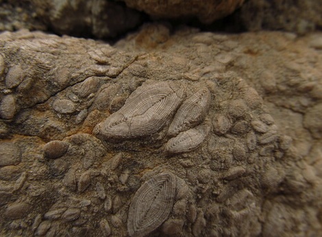 Nummulites variolarius