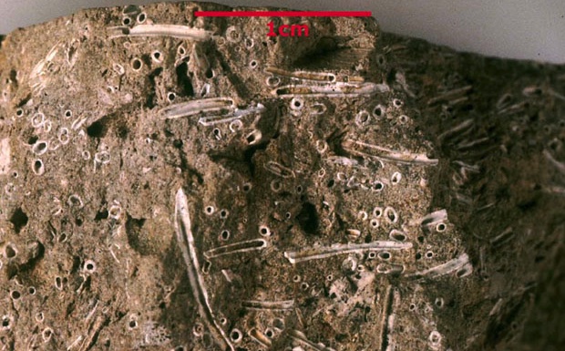 Ditrupa Strangulata était un vers lithophage, enfoui dans les vases calcaires du Lutétien.