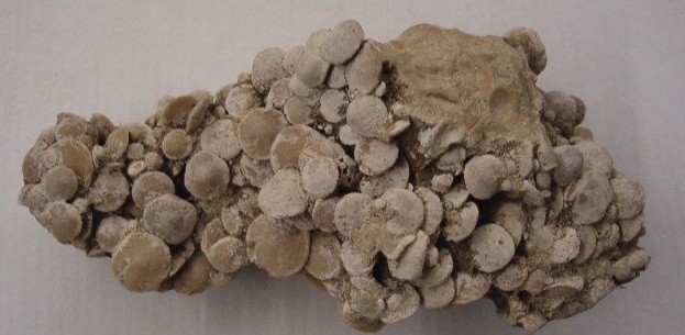 Nummulites laevigatus, Lutétien inférieur