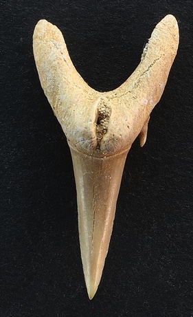 Odontaspis macrota